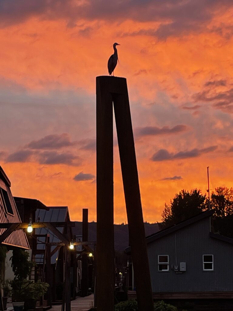 sunset heron at island marina