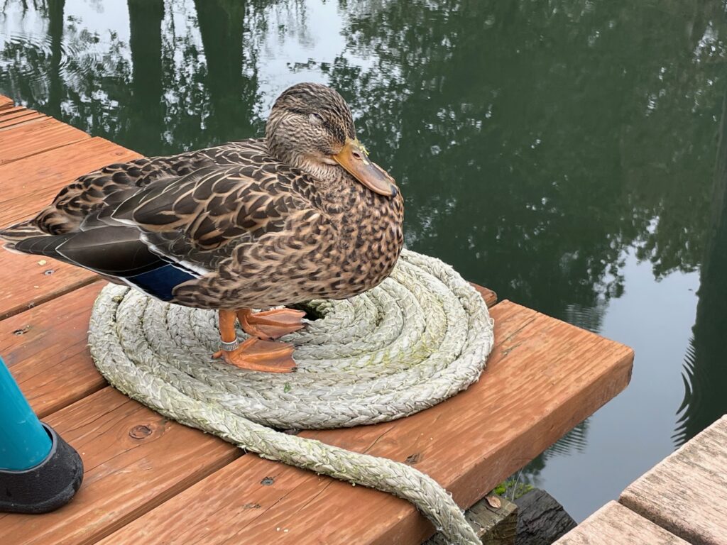 Lovey the duck inspecting dock lines
